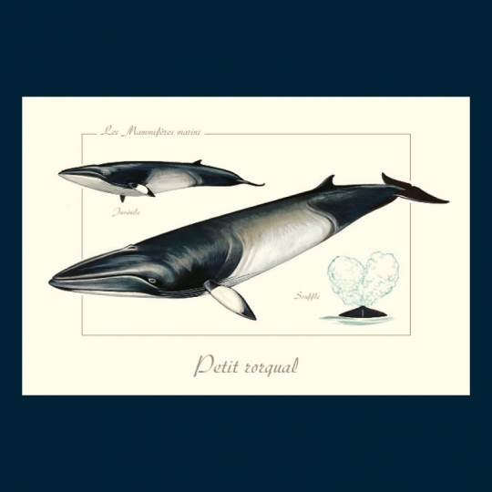 Petit rorqual