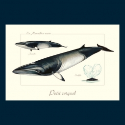 Petit rorqual