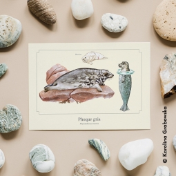Phoque gris Phoque gris