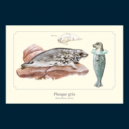 Phoque gris Phoque gris