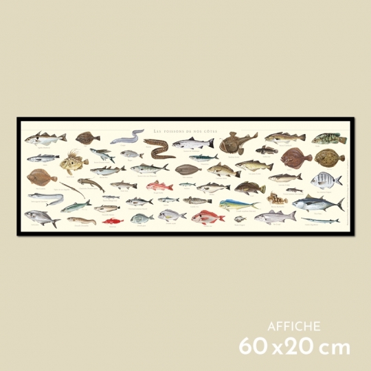 Poissons de nos côtes