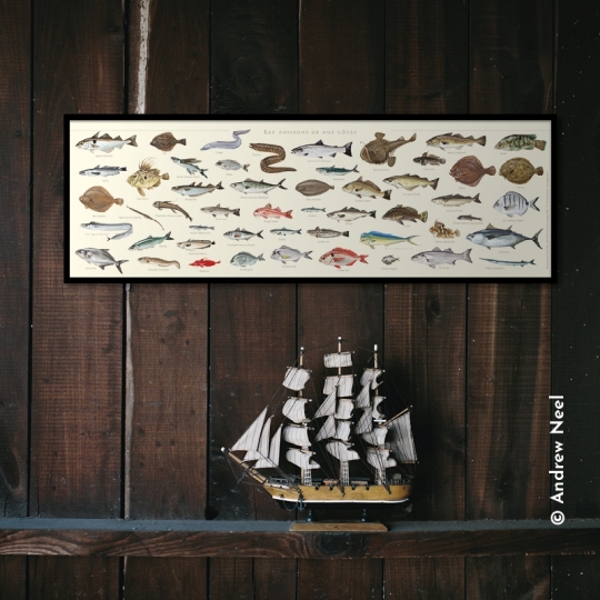 Poissons de nos côtes
