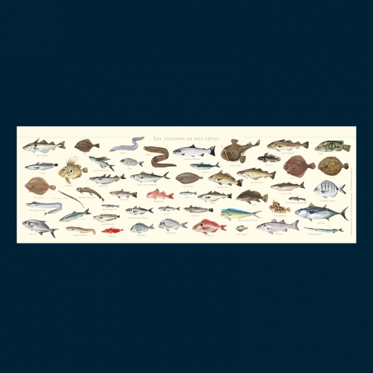 Poissons de nos côtes