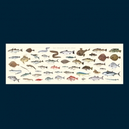 Poissons de nos côtes