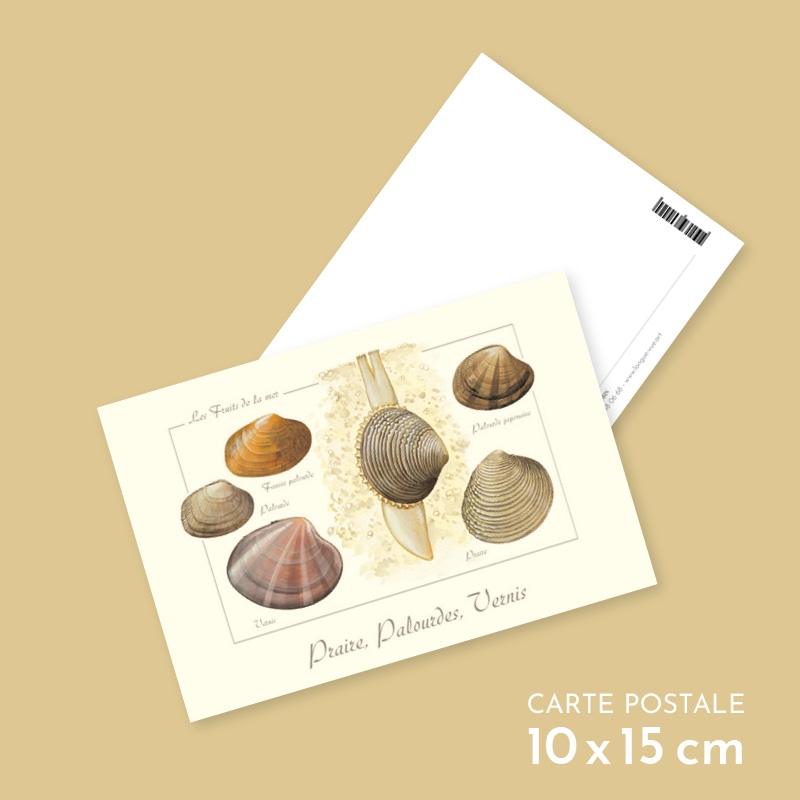 Praires, palourdes et vernis