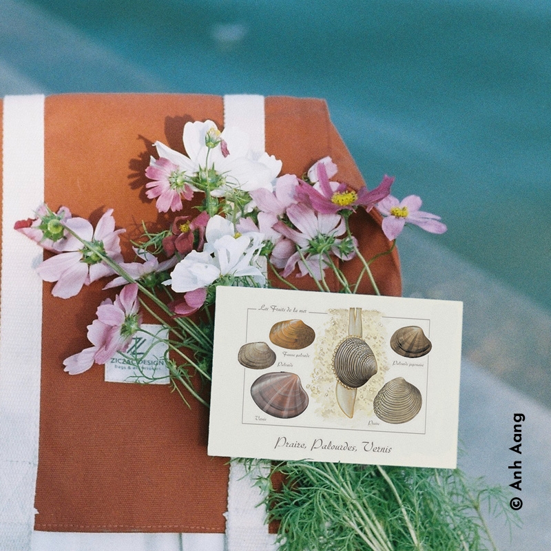 Praires, palourdes et vernis