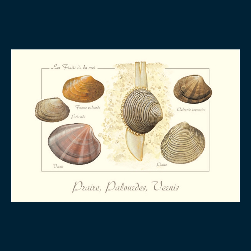 Praires, palourdes et vernis