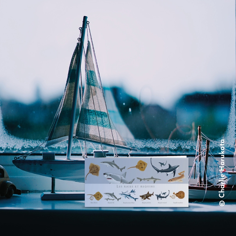 Raies et requins