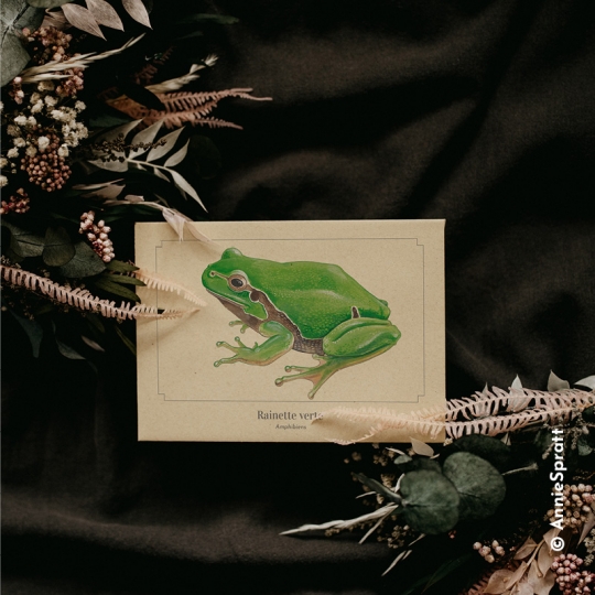 rainette verte - Longue-vue.art