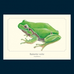 Rainette verte Rainette verte
