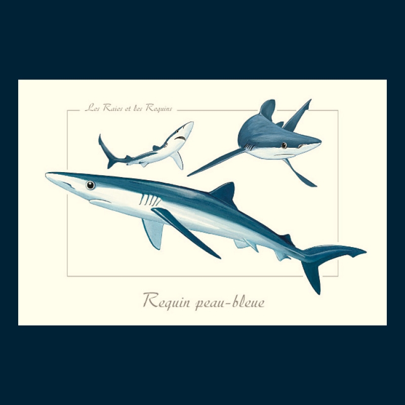 Requin bleu