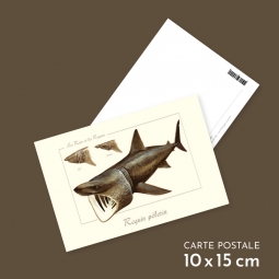 Requin pèlerin Requin pèlerin