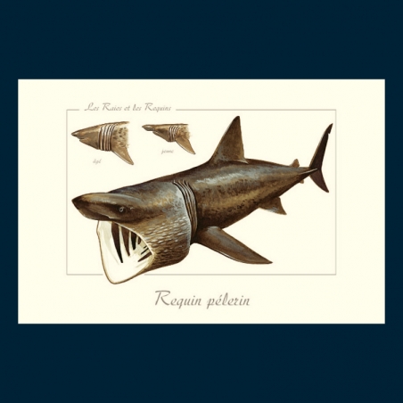 Requin pèlerin