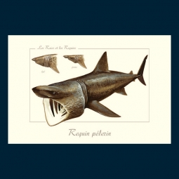 Requin pèlerin Requin pèlerin
