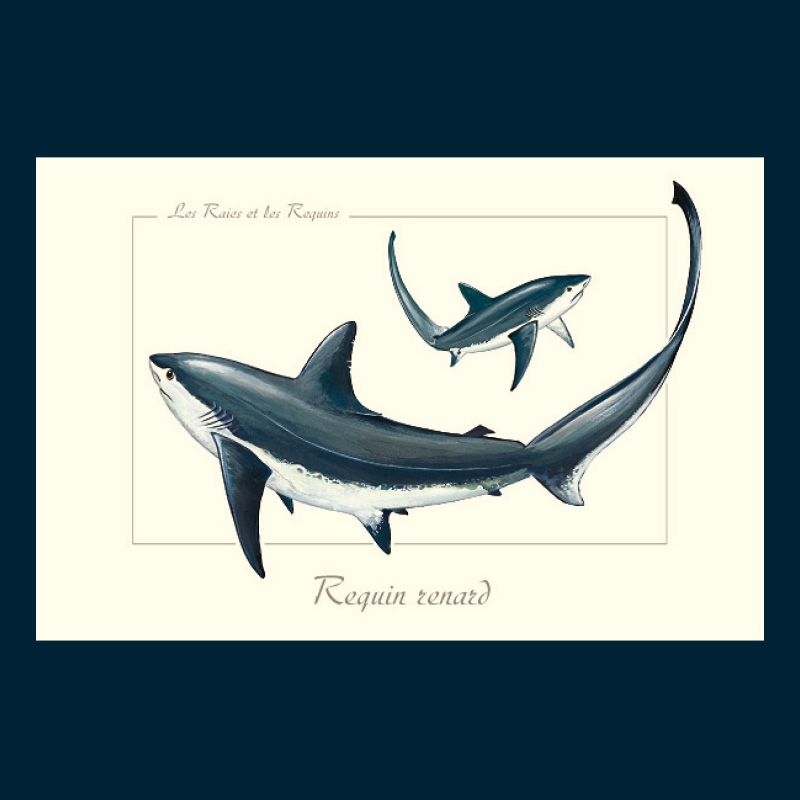 Requin renard