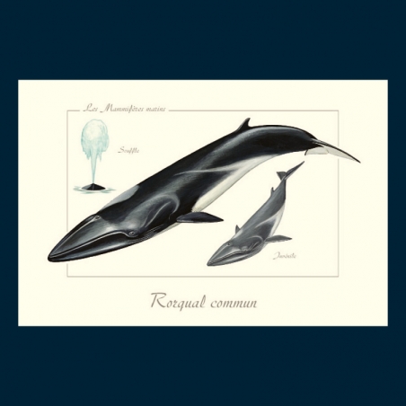 Rorqual commun