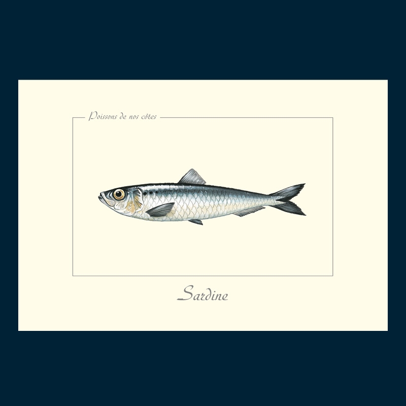 Sardine
