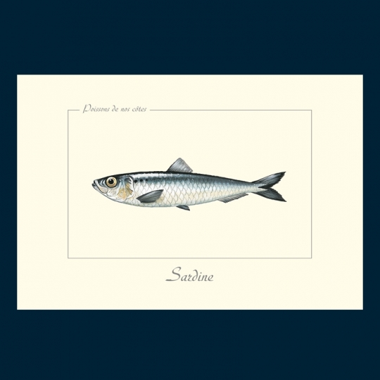 Sardine