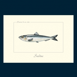 Sardine