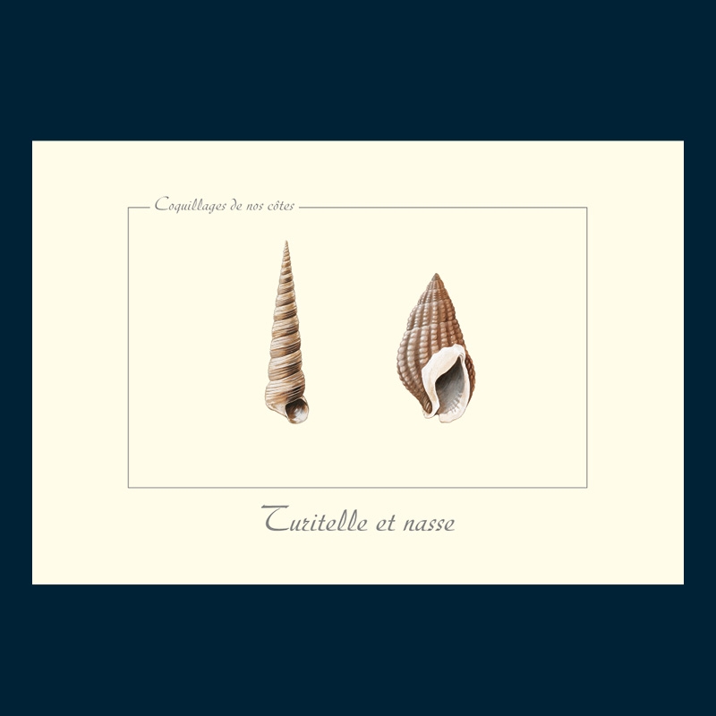 Turritelle et nasse