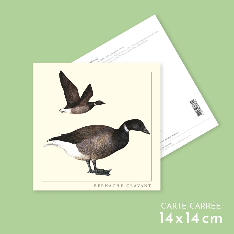 Carte postale carrée illustrée - Bernache cravant - Collection Oiseaux ...