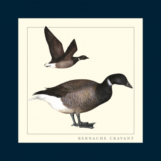 Carte postale carrée illustrée - Bernache cravant - Collection Oiseaux ...