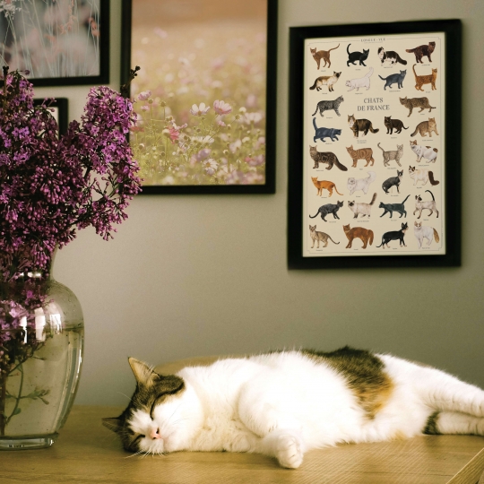 affiche Chats de France Longue-vue