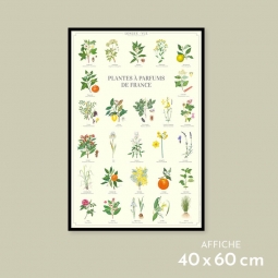 Plantes à parfums de France