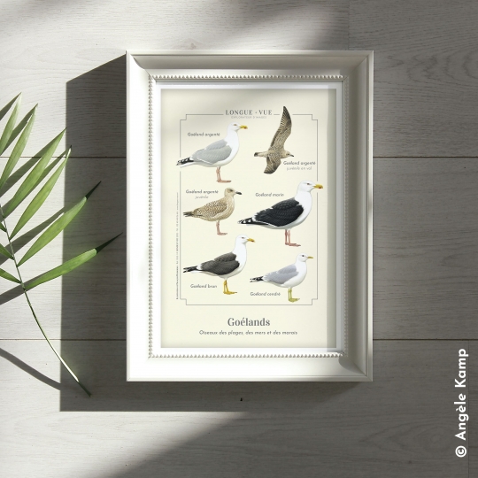 Goélands - Longue-vue.art