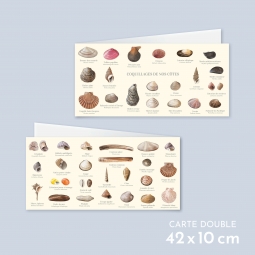 Coquillages de nos côtes