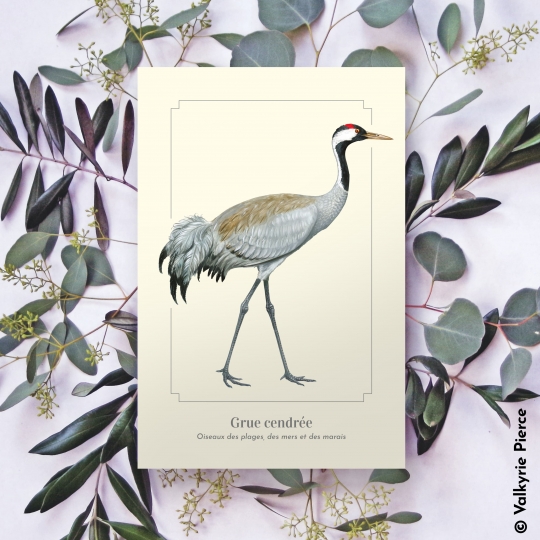 carte postale illustrée Grue cendrée - Longue-vue