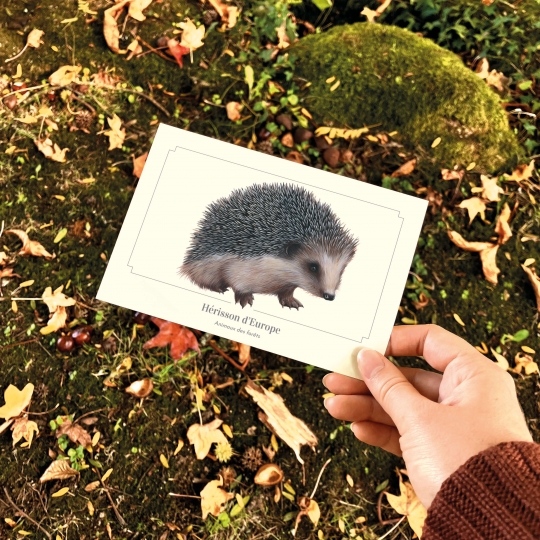 carte postale Hérisson - Longue-vue