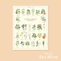 Plantes à parfums de France