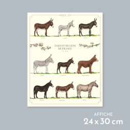 Ânes et mulets de France