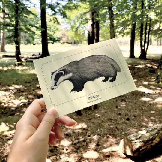 carte postale Blaireau - Longue-vue