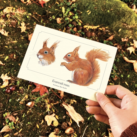 carte postale Ecureuil roux - Longue-vue