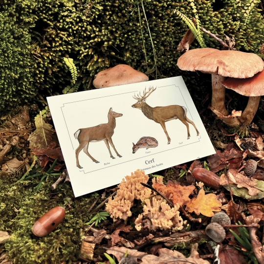 carte postale Cerf - Longue-vue