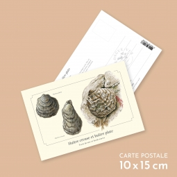 Huître creuse et huître plate