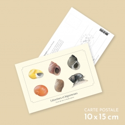 Littorines et bigorneaux