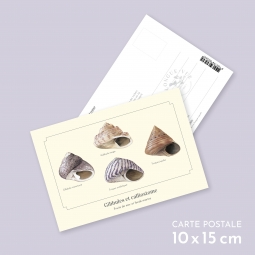 Gibbules et calliostome