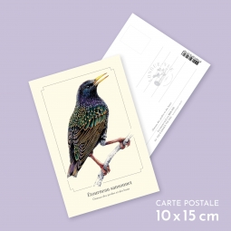 Étourneau sansonnet