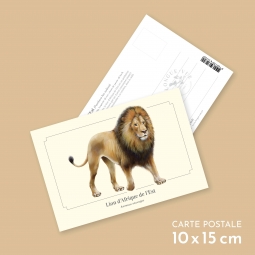 Lion de l'Afrique de l'Est