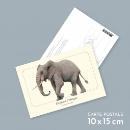 Éléphant d'Afrique