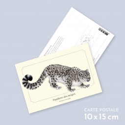 Panthère des neiges