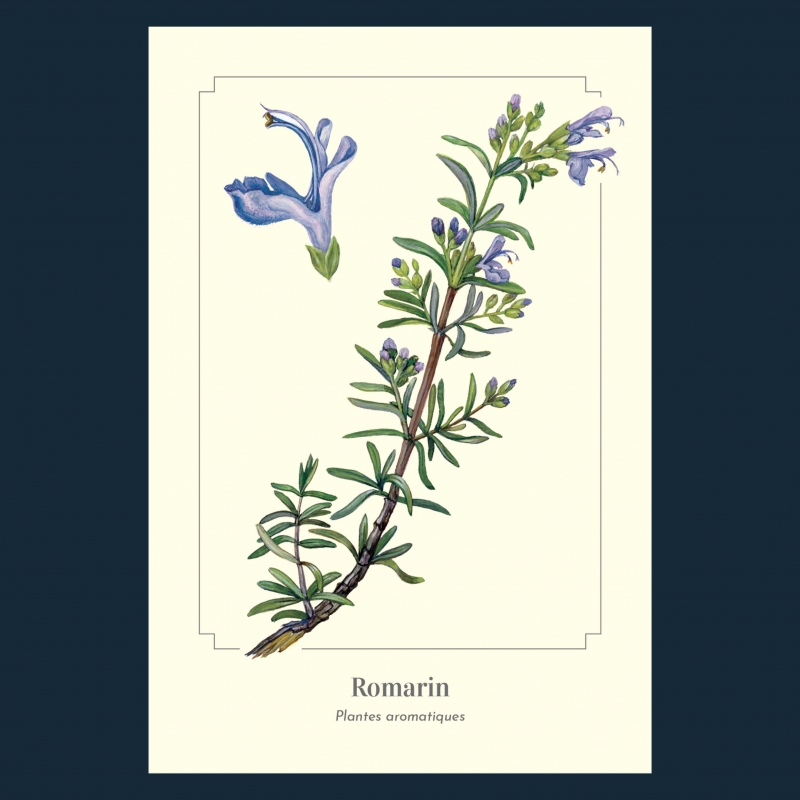 Romarin
