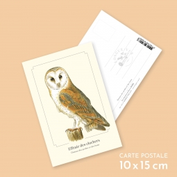 Effraie des clochers