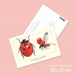 Coccinelle à sept points