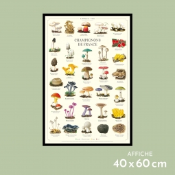 Champignons de France