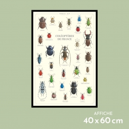 Coléoptères de France