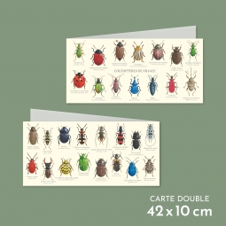 Coléoptères de France